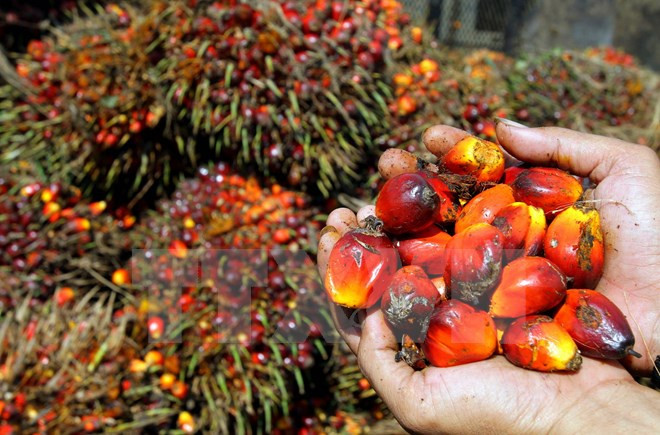 Indonesia và Malaysia sẽ lập hội đồng các nước sản xuất dầu cọ ảnh 1