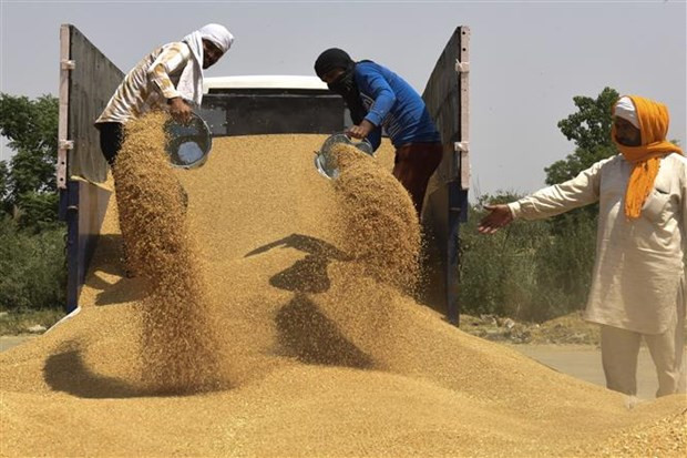 Lúa mỳ được chở tới bán tại một chợ ở ngoại ô Amritsar (Ấn Độ). (Ảnh: AFP/TTXVN) Giải pháp cho cuộc khủng hoảng an ninh lương thực toàn cầu ảnh 1