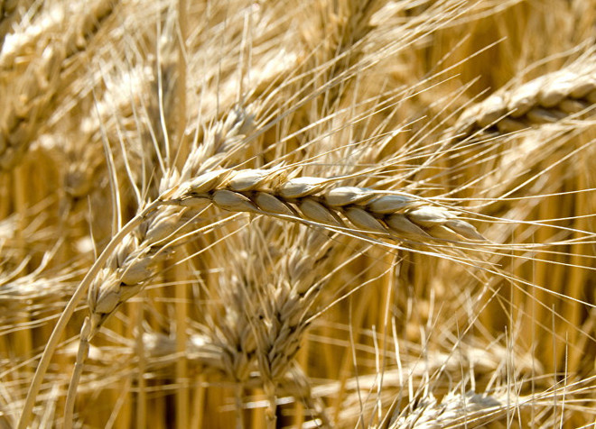 Bloomberg: Nga đã vượt mặt Mỹ trong "cuộc chiến lúa mì" ảnh 1