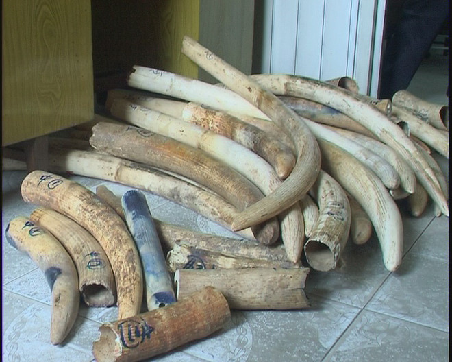 Bắt giữ lô hàng 105 khúc ngà voi tại sân bay quốc tế Nội Bài ảnh 1