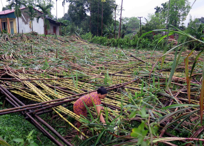 Mưa lớn kèm tố lốc gây nhiều thiệt hại tại Yên Bái và Cao Bằng ảnh 1