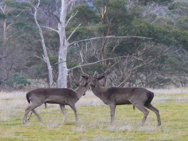 Trẻ em Đà Nẵng được nâng cao nhận thức bảo vệ thú linh trưởng ảnh 1