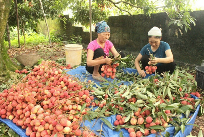 ttxvn_vai lai chin som phu cu.jpg
