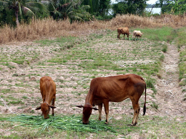 Ngày 10/5: Toàn miền Bắc oi nóng, nền nhiệt tăng thêm 2 độ ảnh 1
