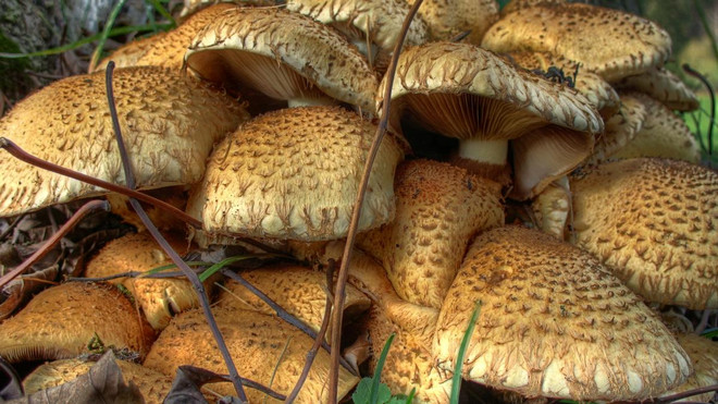 Đức công bố báo cáo về dấu tích sự cố hạt nhân Chernobyl sau 30 năm ảnh 1