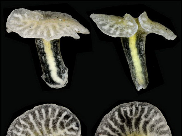 Phát hiện sinh vật lạ hình nấm ngoài khơi Australia ảnh 1