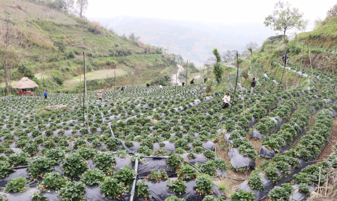 ttxvn_dau tay khoi nghiep (3).jpg