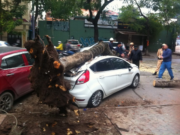 Cây cổ thụ gãy đổ đè bẹp rúm ôtô trên phố Lý Thường Kiệt ảnh 1