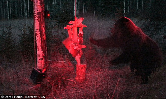 Chú gấu kiên trì chờ 14 tiếng để ăn miếng mồi bị dính điện ảnh 2