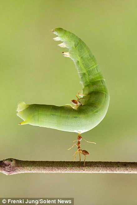 Chú kiến bé nhỏ gây bất ngờ khi nhấc bổng con sâu lớn trên cây ảnh 2