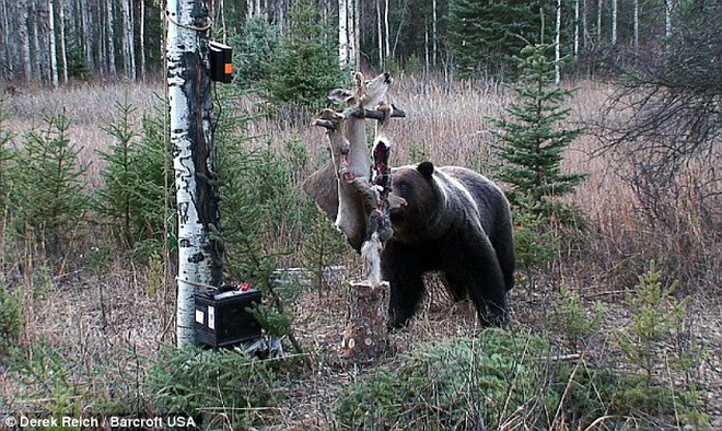 Chú gấu kiên trì chờ 14 tiếng để ăn miếng mồi bị dính điện ảnh 4