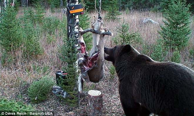 Chú gấu kiên trì chờ 14 tiếng để ăn miếng mồi bị dính điện ảnh 3