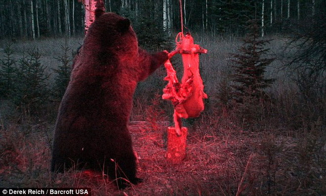 Chú gấu kiên trì chờ 14 tiếng để ăn miếng mồi bị dính điện ảnh 1