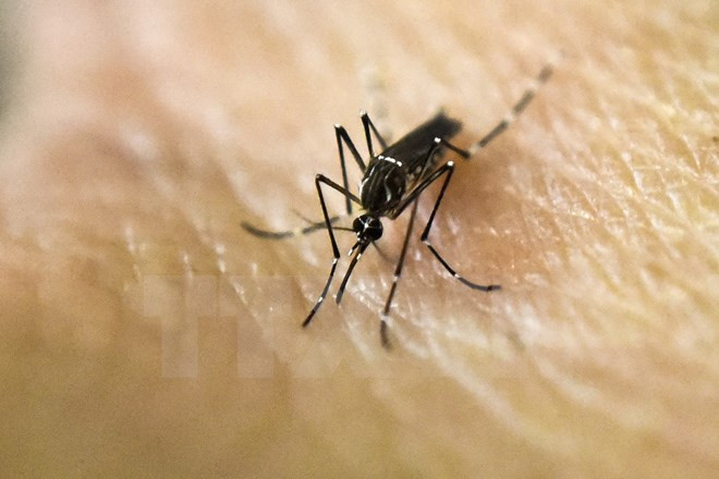Muỗi Aedes Aegypti là vật trung gian truyền virus Zika. (Nguồn: AFP/TTXVN) WHO: Dịch Zika không còn là tình trạng khẩn cấp toàn cầu ảnh 1