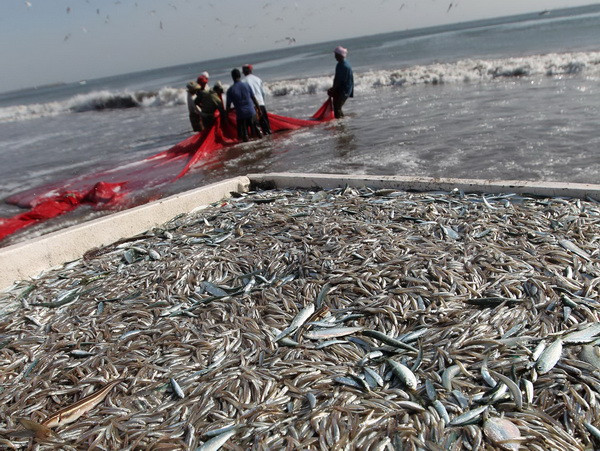 Panama hợp tác với FAO để chống đánh bắt cá bất hợp pháp ảnh 1