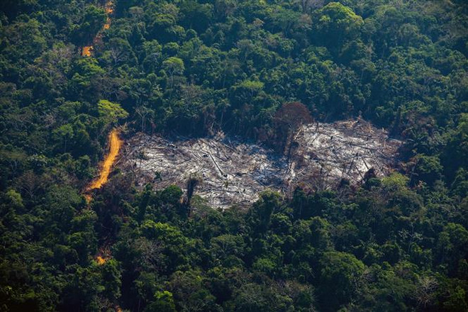 Khoảng rừng Amazon bị chặt phá tại Altamira, bang Para, Brazil, ngày 28/8/2019. (Ảnh minh họa: AFP/ TTXVN) Tổng Thư ký LHQ kêu gọi các bước đi quyết định bảo vệ đa dạng sinh học ảnh 1