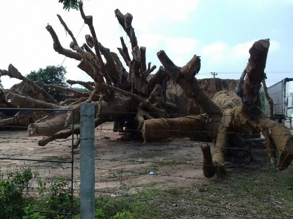 Làm rõ nguồn gốc và trả lại 2 cây đa sộp bị giữ ở Thừa Thiên-Huế ảnh 1
