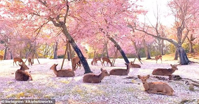 Đàn hươu nằm giữa rừng hoa, cảnh đẹp hiếm có trong mùa COVID-19 ảnh 1