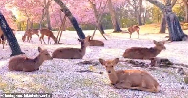 Đàn hươu nằm giữa rừng hoa, cảnh đẹp hiếm có trong mùa COVID-19 ảnh 3