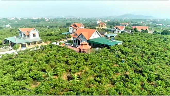 Quảng Ninh: Tiêu thụ thuận lợi, sản phẩm na Đông Triều được giá ảnh 2