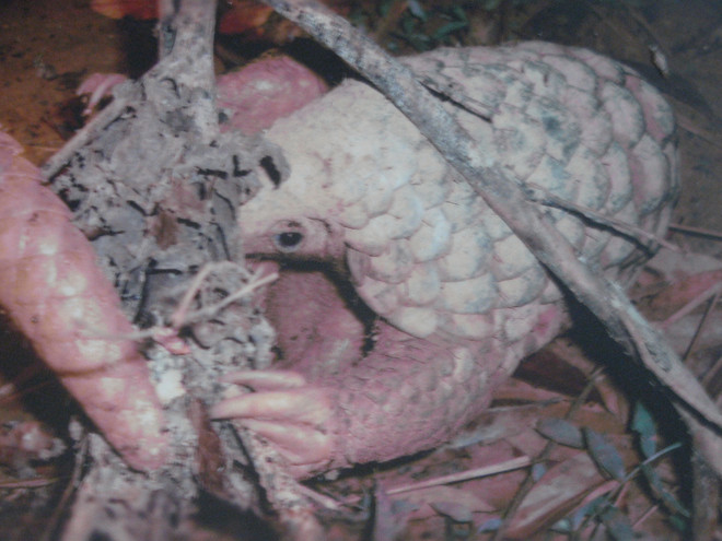 Đề xuất công khai các cá nhân, cửa hàng buôn bán động vật hoang dã ảnh 1