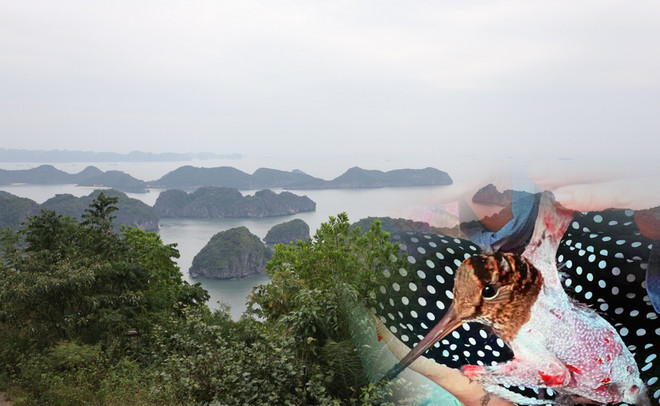 Bảo vệ các loài động vật hoang dã vì ‘ngôi nhà chung' đa dạng sinh học ảnh 1