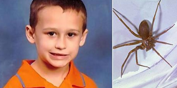 Mỹ: Cậu bé 5 tuổi thiệt mạng vì bị nhện cắn ngay trong nhà ảnh 1
