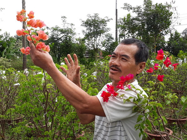 Nhà vườn ở Chợ Lách "điêu đứng" vì tin đồn hoa giấy gây ung thư ảnh 1