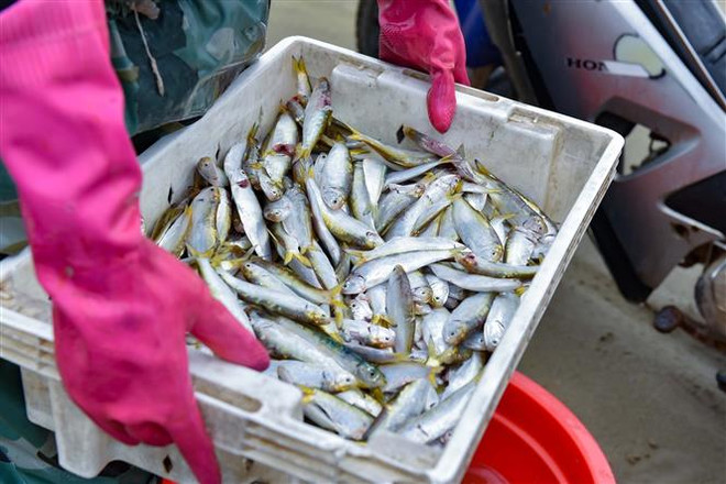 Giá nhiên liệu giảm nhiệt, ngư dân Thanh Hóa ra khơi trở lại ảnh 2