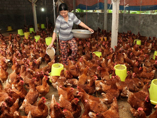 Hưng Yên đầu tư hơn 10 tỷ đồng chăn nuôi gia cầm theo VietGAHP ảnh 1