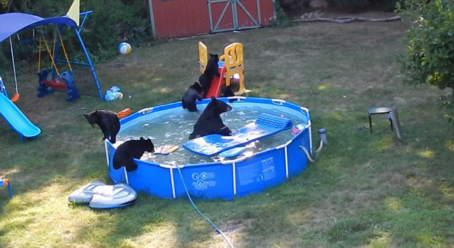 Đàn gấu gây náo loạn và nghịch bể bơi trong vườn nhà dân ảnh 1