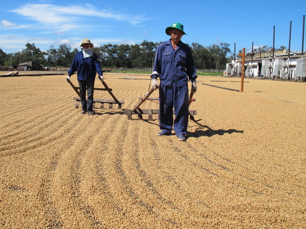 Tây Nguyên kiến nghị sớm cho chủ trương tạm trữ càphê ảnh 1