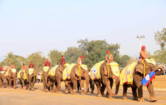 Lào: Lễ hội voi tại Xayabouly thu hút hàng trăm nghìn du khách ảnh 8