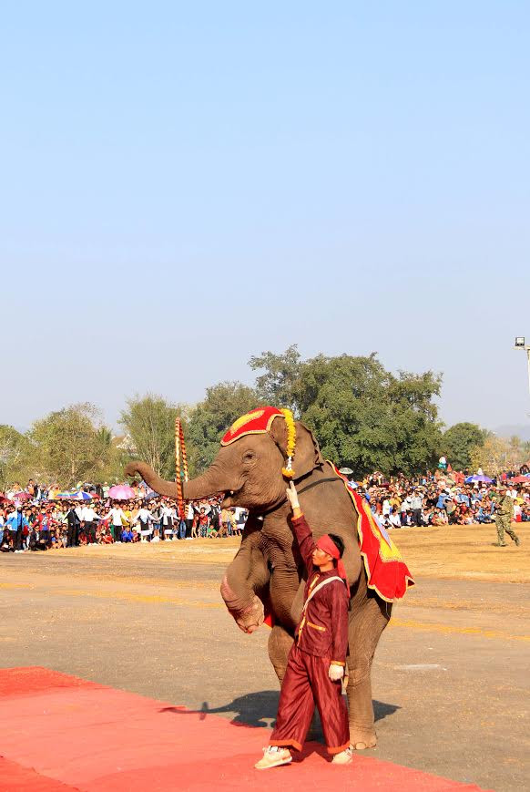 Lào: Lễ hội voi tại Xayabouly thu hút hàng trăm nghìn du khách ảnh 9