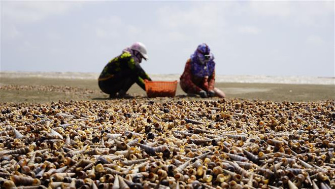 Ốc viết - sản vật trời cho đối với người dân Bến Tre mùa gió chướng ảnh 1