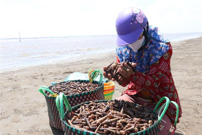 Ốc viết - sản vật trời cho đối với người dân Bến Tre mùa gió chướng ảnh 2