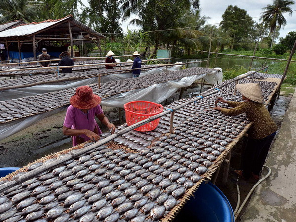 Cà Mau: Hơn 20 tấn cá đồng được tung ra trong dịp Tết ảnh 1