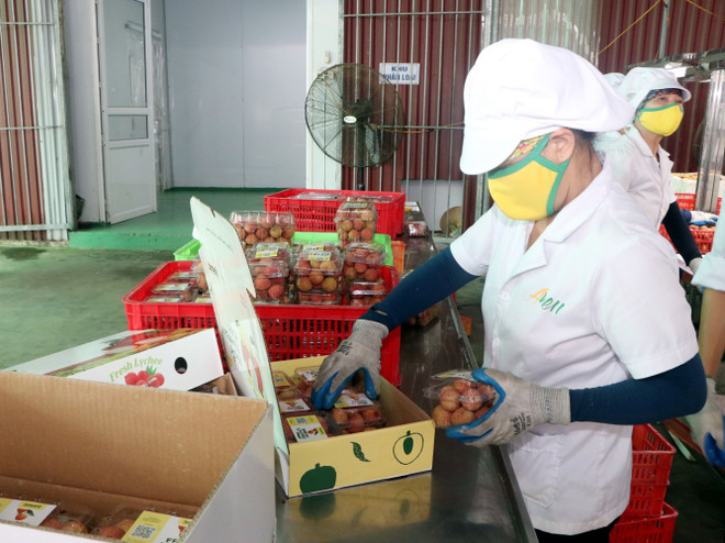 Hải Dương: Sản lượng vải xuất khẩu năm 2023 dự kiến chiếm trên 50% ảnh 1