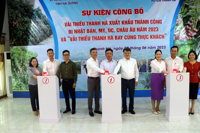 Hải Dương: Sản lượng vải xuất khẩu năm 2023 dự kiến chiếm trên 50% ảnh 2