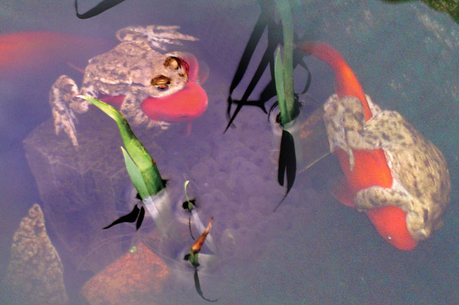 Người dân sửng sốt khi chứng kiến cảnh ếch cưỡi cá vàng ảnh 1