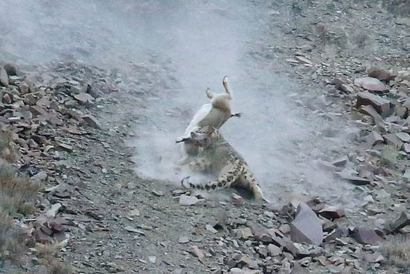 Nín thở với cảnh báo tuyết ẩn mình săn mồi ở Himalaya ảnh 1