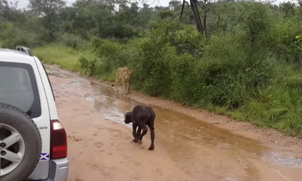 Trâu mẹ quyết chiến với sư tử để giải cứu con trong gang tấc ảnh 1