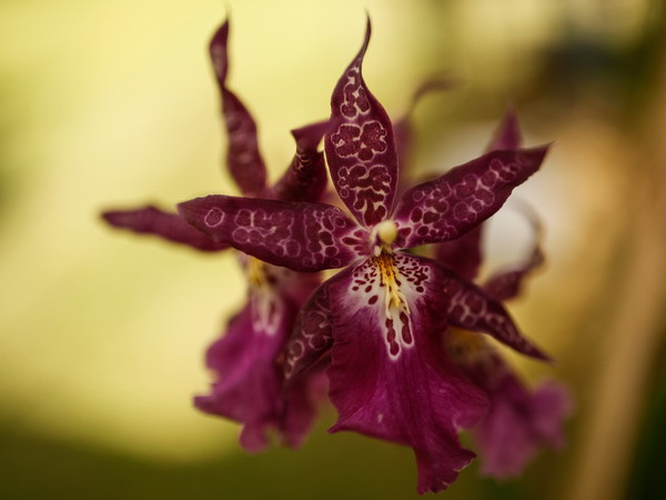 [Photo] Vẻ quyến rũ, kiêu sa của hoa lan tại triển lãm ở Colombia ảnh 1