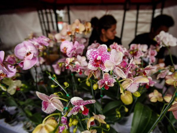 [Photo] Vẻ quyến rũ, kiêu sa của hoa lan tại triển lãm ở Colombia ảnh 2