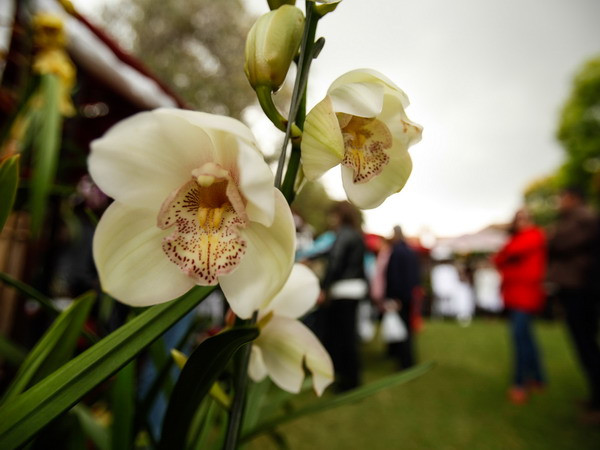 [Photo] Vẻ quyến rũ, kiêu sa của hoa lan tại triển lãm ở Colombia ảnh 4