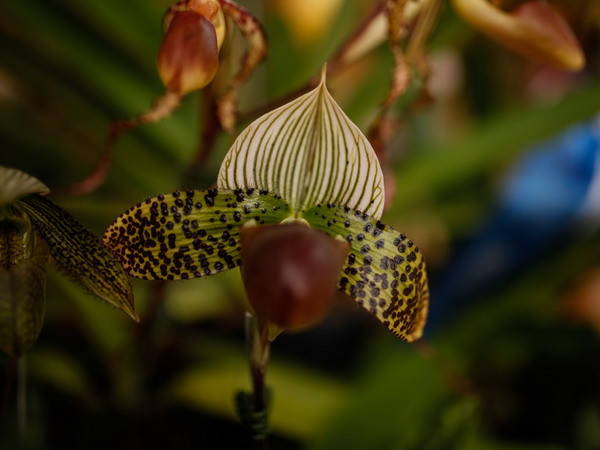 [Photo] Vẻ quyến rũ, kiêu sa của hoa lan tại triển lãm ở Colombia ảnh 3