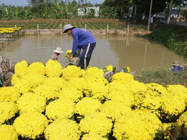 Đồng Tháp: Cúc mâm xôi nở sớm, người trồng hoa thất thu ảnh 1