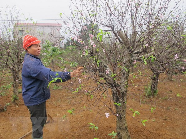 Nông dân Nghệ An đứng ngồi không yên vì đào phai nở sớm ảnh 1