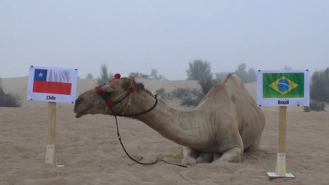 Lạc đà “tiên tri” đưa ra kết quả gây sốc cho đội chủ nhà Brazil ảnh 1