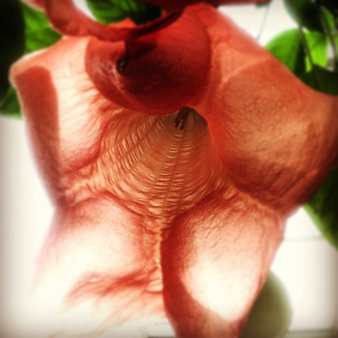 [Photo] Mãn nhãn với các bức ảnh được chụp bằng iPhone ảnh 4